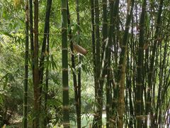 -深圳仙湖植物园