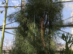 -北京植物园-展览温室