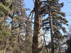 -天目山大树王景区