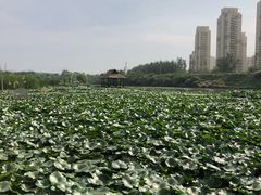 -前关湿地公园