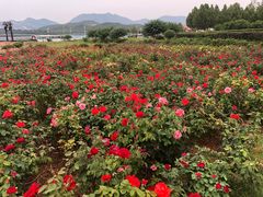 -君乐宝优致牧场