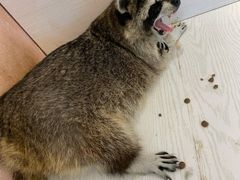 -浣熊柯尔鸭土拨鼠·电玩咖