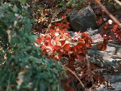 -北京十三陵国家森林公园蟒山景区