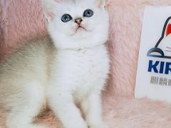 -十年猫舍·猫咪专门店(普陀店)