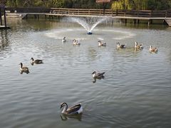 -溱湖国家湿地公园