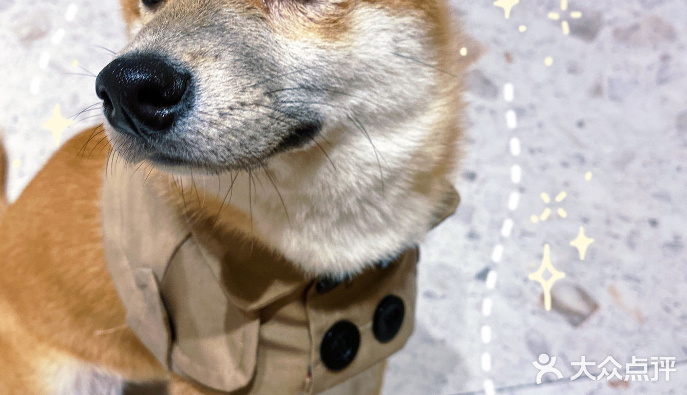 🐶超治愈柴犬咖！一起来撸奶fufu的柴柴吧