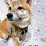 🐶超治愈柴犬咖！一起来撸奶fufu的柴柴吧