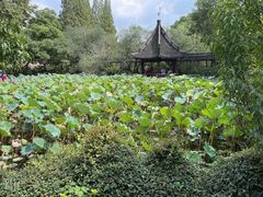-上海醉白池公园