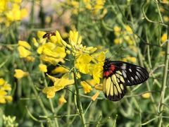 -黄埔油麻山森林公园