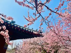 -桃花堤公园