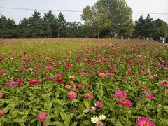 -羊亭河湿地公园