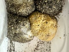 -八婆婆烧仙草(中山路店)