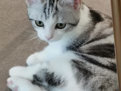 -飞行喵MR PILOT|猫舍·猫咖(静安大融城店)
