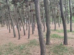 -山东大学(威海校区)
