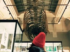 -阿提斯皇家动物园