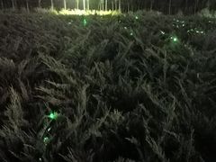 -敦煌夜市