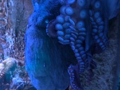 -迪拜水族馆及水下动物园