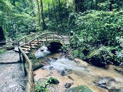 -莫里热带雨林景区