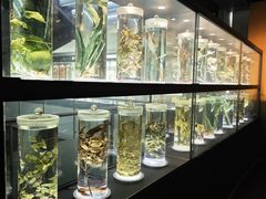 -广东中医药博物馆