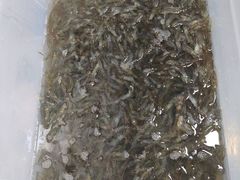 -高淳老街