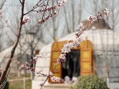 -九十九顶毡房(阜石路店)