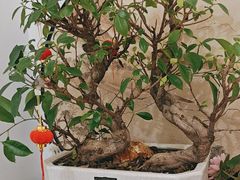 -苏梦江南·淮扬菜(夫子庙店·全天营业中)