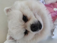 -怪兽屋·羊驼·猫咖·狗咖(俊华广场店)