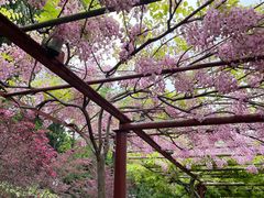 -嘉定紫藤园