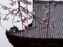 -醍醐寺