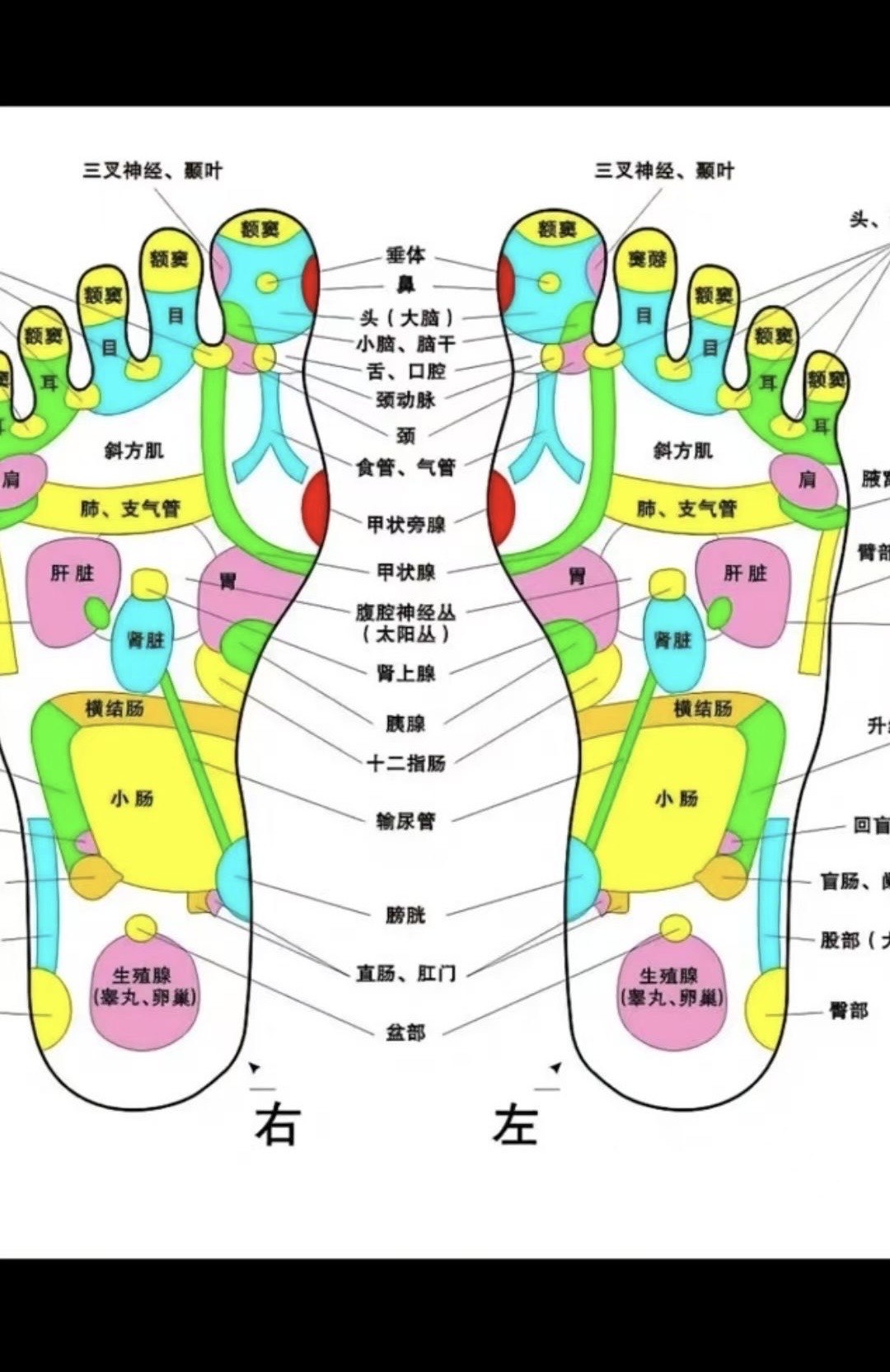 足底血位置图图片