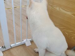 -南京Hallo宠物乐园·哈罗犬舍·柴犬繁育基地