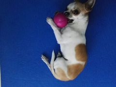 -北京观赏动物医院·24小时大型综合·猫专科·异宠专科