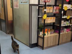-伟伟宠物医院·瑞派猫友好医院·猫科(光谷店)