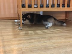 -Husky Go! 哈士奇体验馆·宠物咖啡厅狗咖