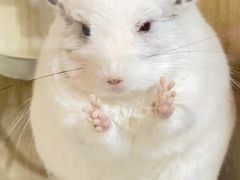 -瑞派·关忠动物医院·异宠专科·犬猫肿瘤·皮肤专科(望京店)