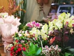 -蝶舍·MAISON PAPILLON