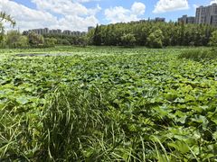 -昆山城市生态森林公园