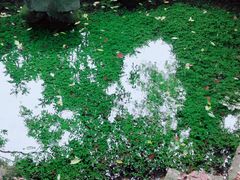 -雨花胜境