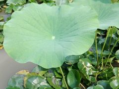 -武清南湖绿博园