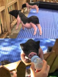 -萌宠亲子动物乐园(槐房万达店)