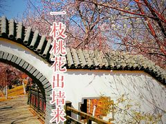 -桃花堤公园