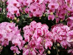 -龙大花卉苗木市场