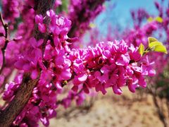 -海棠花溪(元大都城垣遗址公园)