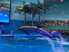 -海合安成都极地海洋公园