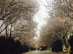 -山东师范大学(千佛山校区)