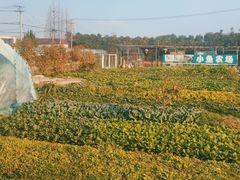-小鱼草莓采摘园农家乐·小鱼餐厅