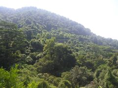 -火炉山森林公园