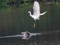 -重庆彩云湖湿地公园
