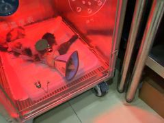 -米苏动物医院·犬猫专科·骨科外科内窥镜