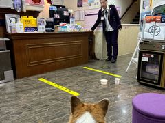-宠爱国际动物医院·消化内科·心肾内科·ISFM猫友好(望京店)